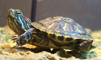 Черепаха красноухая 5см 002252