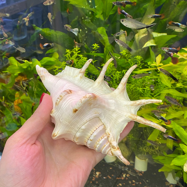 Ракушка Ламбис ламбис большой