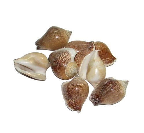 Ракушка Стромбус канариум коричневый индийский 05-0461