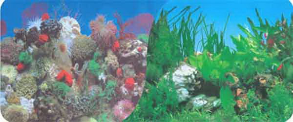 Фон 60см Кораллы(синий) / Растит. с белым камнем. цена за 1 м