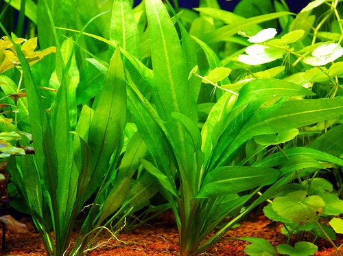 Эхинодорус амазонский (куст 5-6 листов)