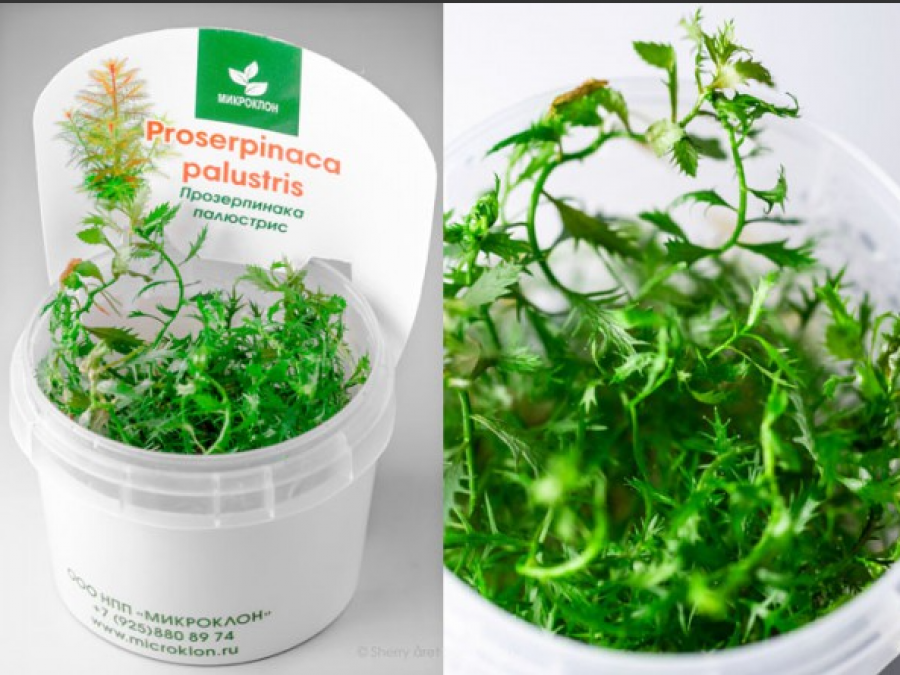 Прозерпинака палюстрис