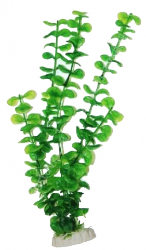 Растение Лобелия зеленый, 50 см