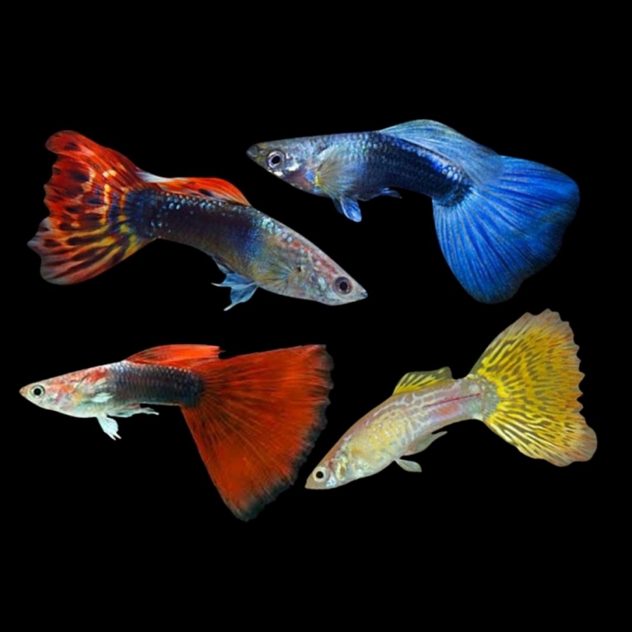 Рыбки гуппи разновидности фото и названия