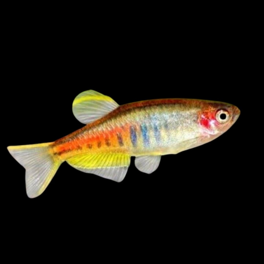 Данио Светлячок