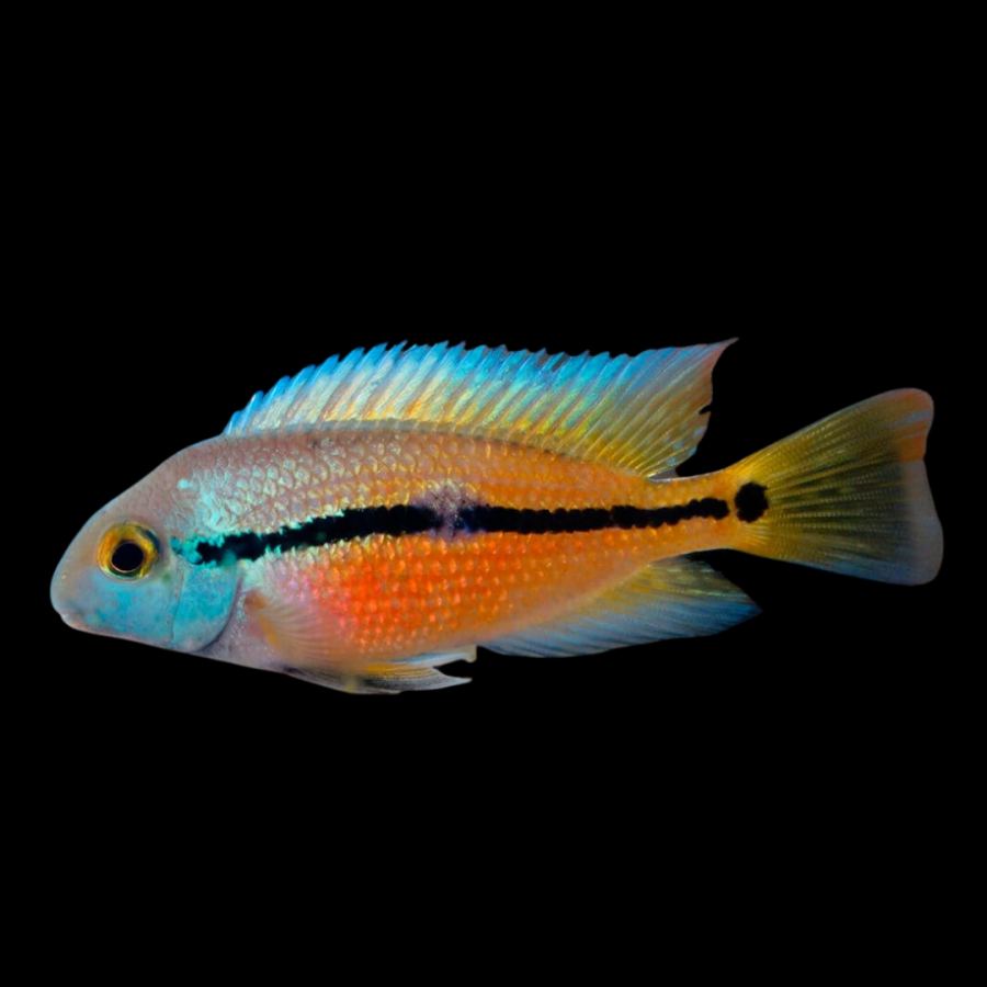 Цихлазома никарагуанская Hypsophrys nicaraguensis