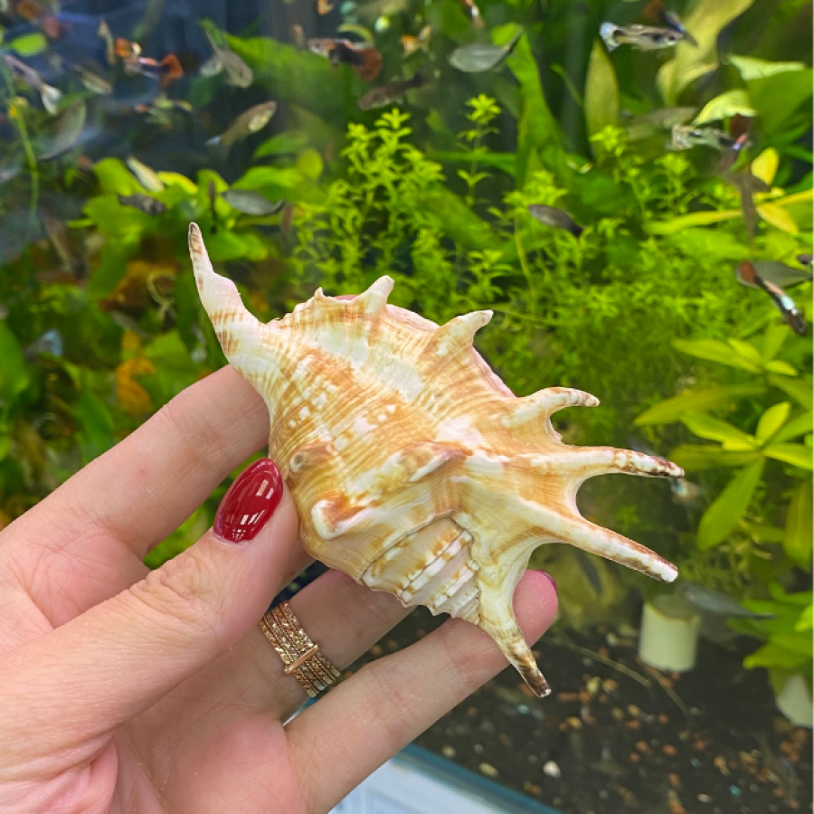 Ракушка Ламбис черный мини