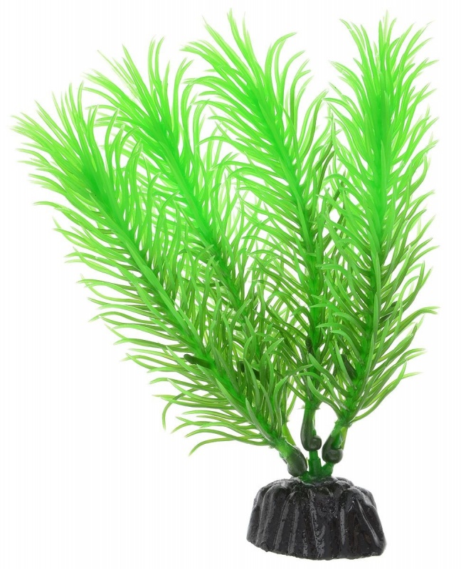 Растение Plant 028 Перистолистник зелёный 10 см Барбус