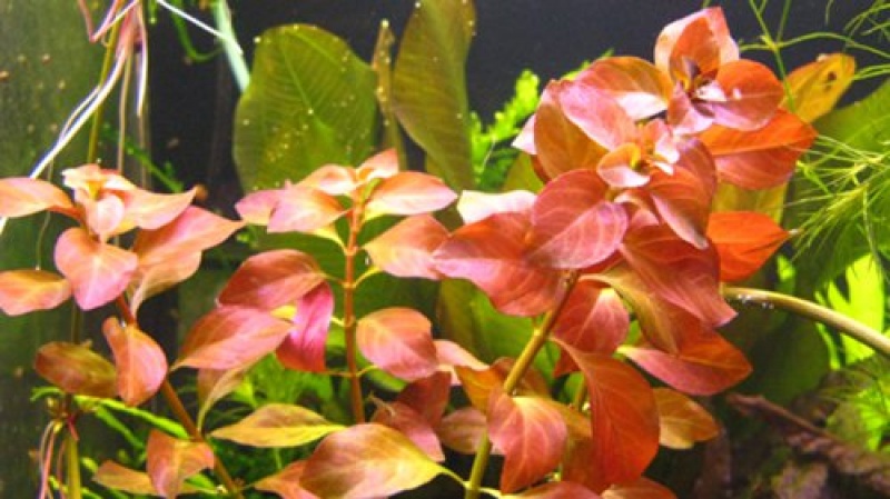 Людвигия Розе (5 веток)