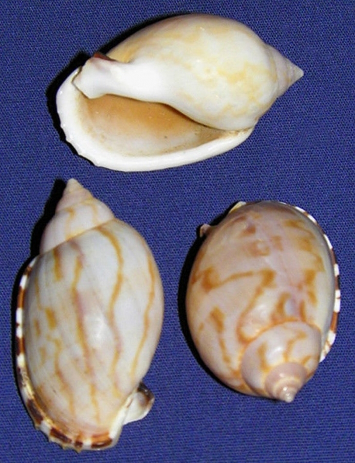 Ракушка Касмария вибекс