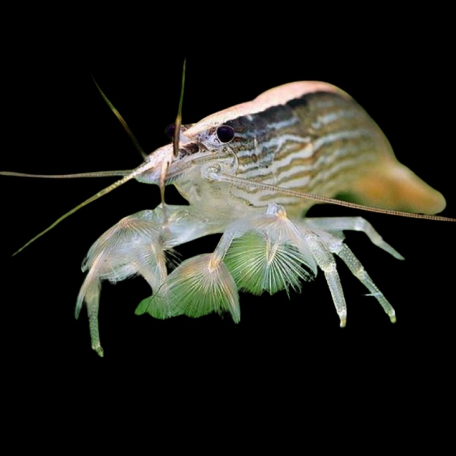 Креветка фильтратор атиопсис Atyopsis moluccensis