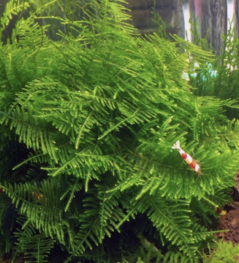 Мох Большая Южная Америка