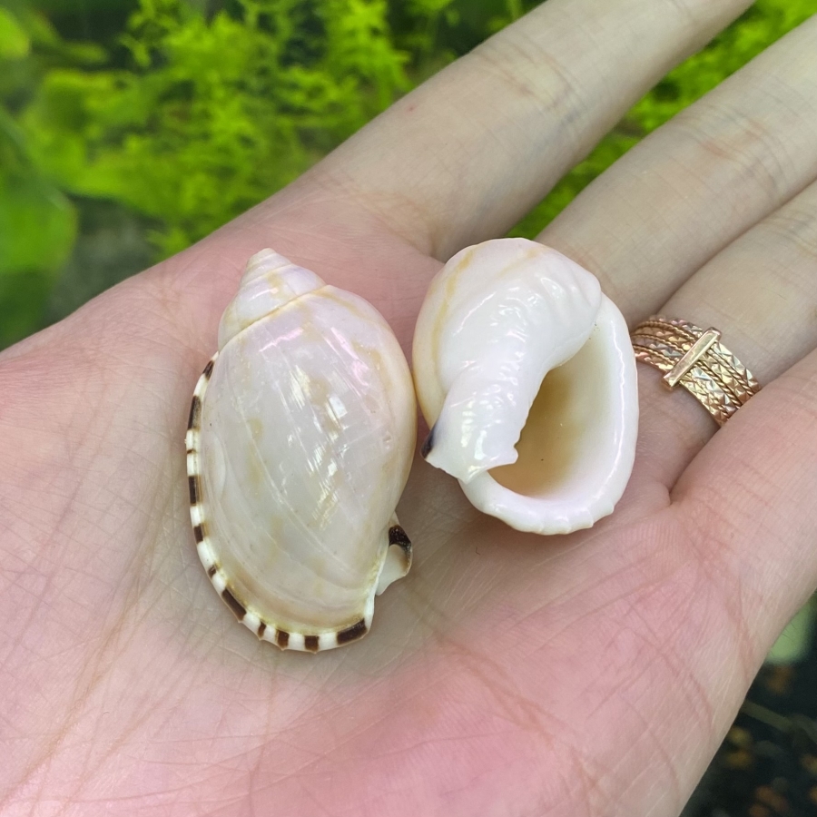 Ракушка Касмария вибекс