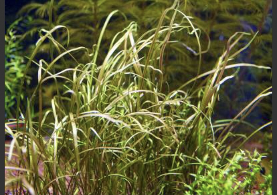 Криптокорина тонкиненсис