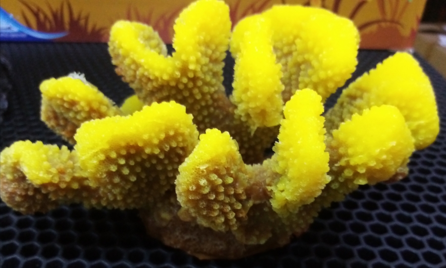 Коралл пластиковый (мягкий) желтый 19x13x10,5см (SH9027Y)			