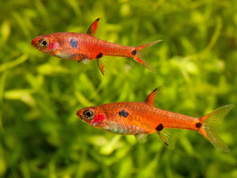 Микрорасбора макулата