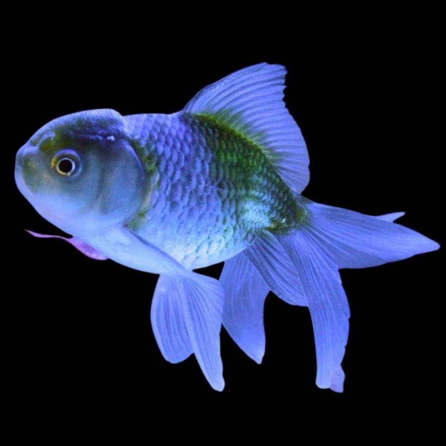 Оранда голубая - золотая рыбка Carassius auratus / Золотые рыбки /Аквариумные рыбки / КАТАЛОГ ТОВАРОВ / Аквадом - зоомагазин