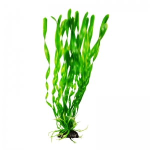 Растение Plant 014 Валиснерия спиральн.20 см Барбус