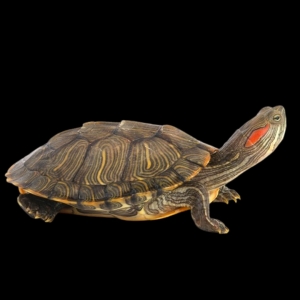 Черепаха красноухая 5см