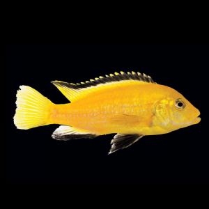 Лабидохромис "Еллоу" Labidochromis caeruleus