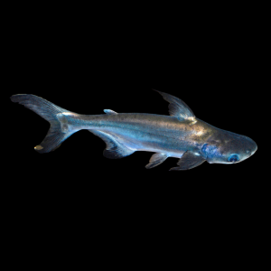 Акулий пангасиус