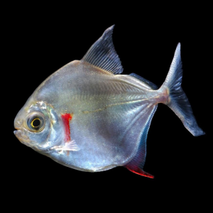 Метиннис серебристый "рыба-доллар" (Metynnis argenteus)
