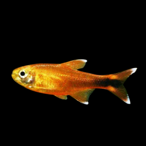 Хасемания нана (медная рыбка) Hasemania nana