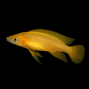 Лампрологус апельсиновый (Neolamprologus leleupi)