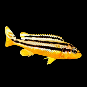 Меланохромис ауратус Melanochromis auratus