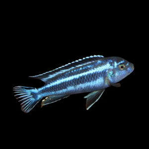 Меланохромис майнгано Melanochromis maingano