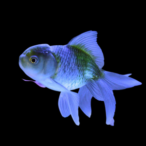 Оранда голубая - золотая рыбка Carassius auratus
