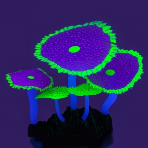 GLOXY Кораллы зонтничные фиолет. Флуорисцент 14х6,5х12см