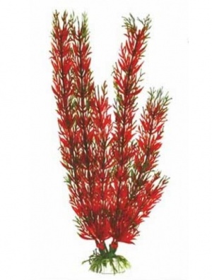 Растение Plant 001 Перистолистник красный 30 см