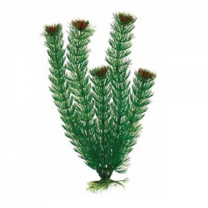 Растение Plant 002 Амбулия зелёная 30 см Барбус