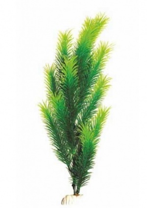 Растение Plant 028 Перистолистник зелёный 30 см Барбус