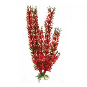 Растение Plant 001 Перистолистник красный 50 см