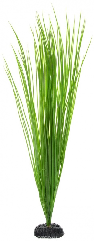 Растение Plant 007 Акорус зелёный 50 см
