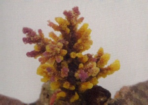 Коралл пластиковый (мягкий) желто-коричневый 8x7x10см (SH9032PUY)							
