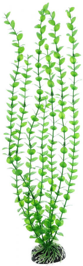 Растение Plant 010 Бакопа зеленая 50 см Барбус
