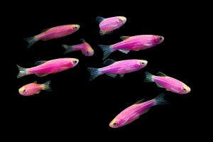 Данио Глофиш (Glofish) цвета в ассортименте