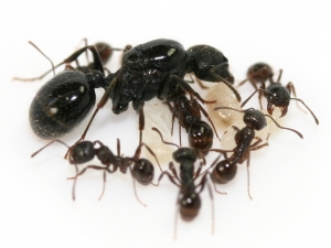 Колония муравьев жнецов с маткой