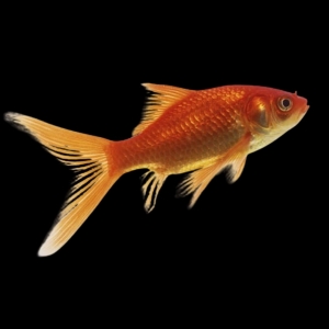 Комета красная - золотая рыбка Carassius auratus