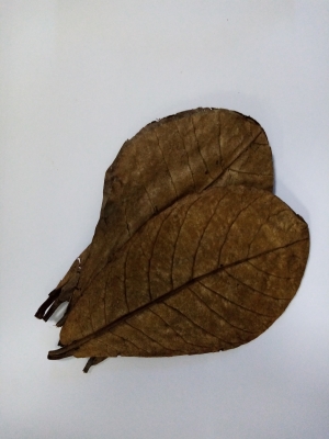 Листья индийского миндаля 1шт																				