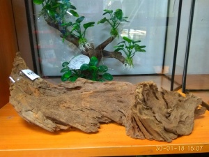 Корень мангрового дерева (водная часть)15-30 см 		