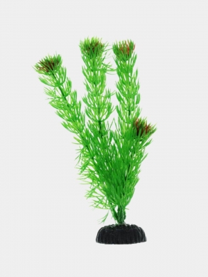 Растение Plant 001 Перистолистник красный 10 см