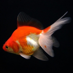 Риукин красно-белый - золотая рыбка Carassius auratus