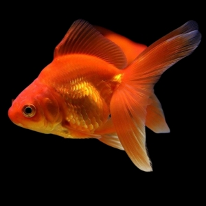 Риукин красный - золотая рыбка Carassius auratus