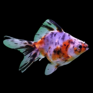 Риукин ситцевый - золотая рыбка Carassius auratus