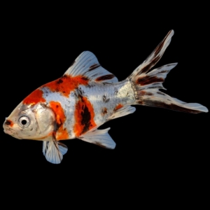 Шубункин ситцевый - золотая рыбка Carassius auratus