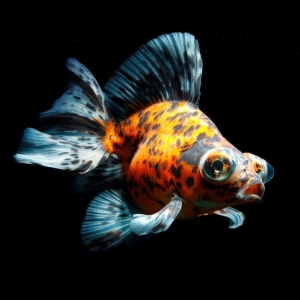 Телескоп ситцевый - золотая рыбка Carassius auratus